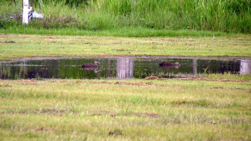 Ducks on the oval