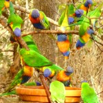 Rainbow Lorikeets