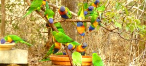 Rainbow Lorikeets