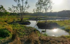 Abattoir Swamp