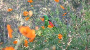 redwing in cosmos