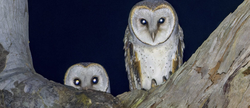 Lesser Sooty Owls at Geraghty Park