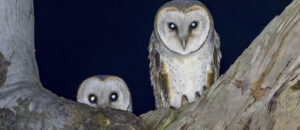 Lesser Sooty Owls at Geraghty Park
